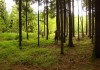 lesnaya_polyana_18 lesnaya_polyana_18
