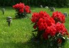lesnaya_polyana_21 lesnaya_polyana_21